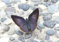 Rapala varuna formosana