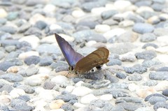 Rapala varuna formosana