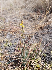 Bulbine alata