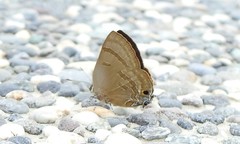 Rapala varuna formosana