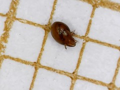 Phthiracarus