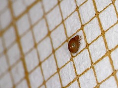 Phthiracarus