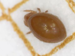 Phthiracarus