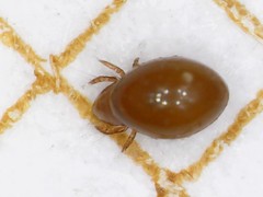 Phthiracarus