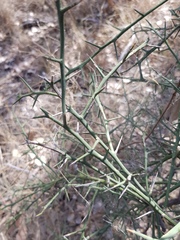 Citrus glauca