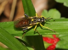 Xylomya simillima
