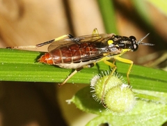 Xylomya simillima