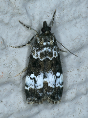 Eudonia protorthra