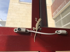 Ptyodactylus guttatus