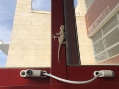 Ptyodactylus guttatus