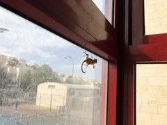 Ptyodactylus guttatus