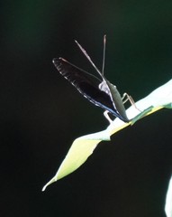 Tanaecia whiteheadi
