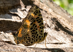 Symbrenthia hypselis