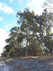 Eucalyptus diversicolor