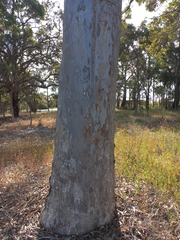 Eucalyptus diversicolor