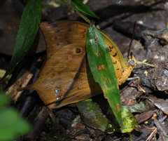 Charaxes acuminatus
