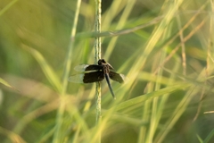 Neurothemis tullia