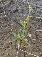 Goodenia fascicularis