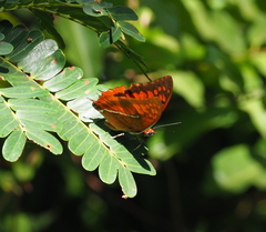 Charaxes lasti