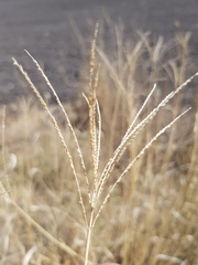Leptochloa digitata