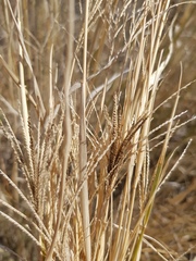Leptochloa digitata