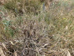 Carmichaelia compacta