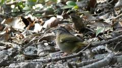 Arremonops chloronotus