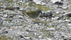 Arremonops chloronotus