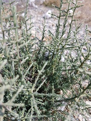 Maireana microphylla