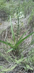 Albuca seineri