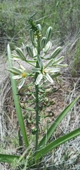 Albuca seineri