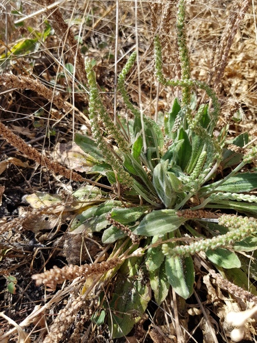 Plantago debilis