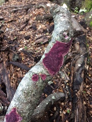 Byssomerulius psittacinus