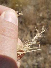 Rytidosperma tenuius