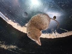 Myosorex varius