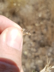 Rytidosperma tenuius