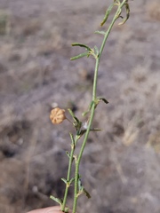Sida trichopoda