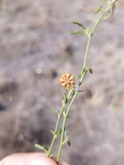 Sida trichopoda