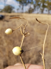 Solanum esuriale
