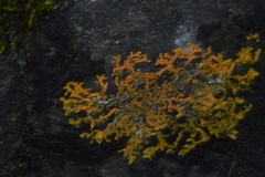 Polycauliona coralloides