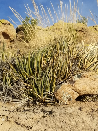 Agave toumeyana