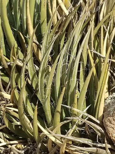 Agave toumeyana