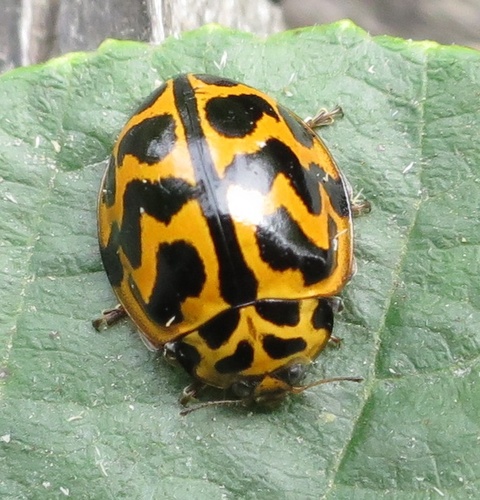 Tasmanian Ladybird photo 4