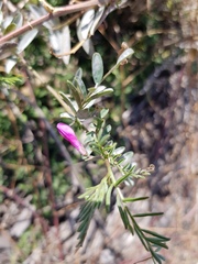 Vicia monantha