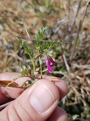 Vicia monantha