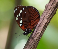 Charaxes tiberius tiberius