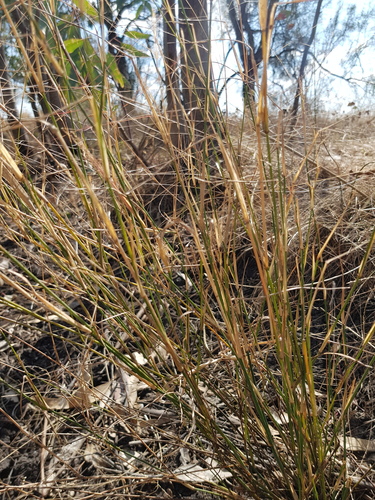 Walwhalleya subxerophila