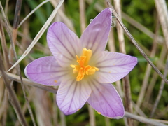 Crocus versicolor