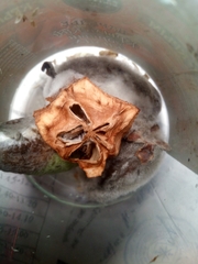 Penicillium