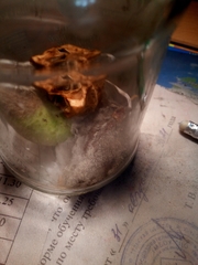 Penicillium
